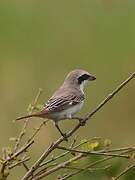 Red-tailed Shrike