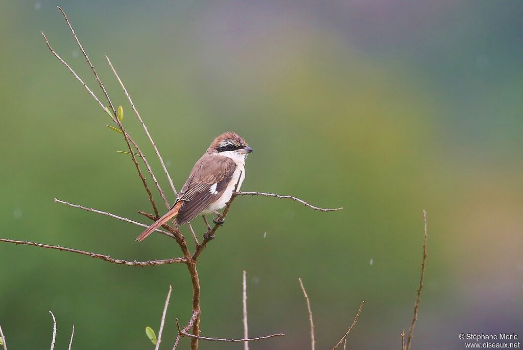 Red-tailed Shrike male adult