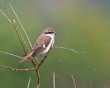 Red-tailed Shrike