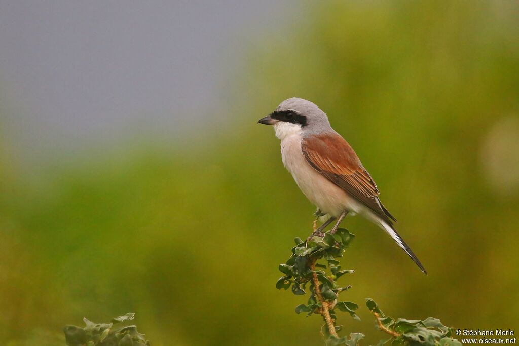 Red-backed Shrike male adult