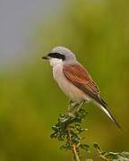 Red-backed Shrike