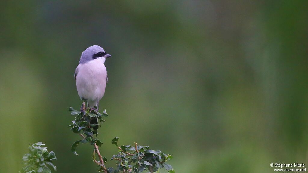 Red-backed Shrike