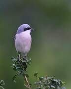 Red-backed Shrike