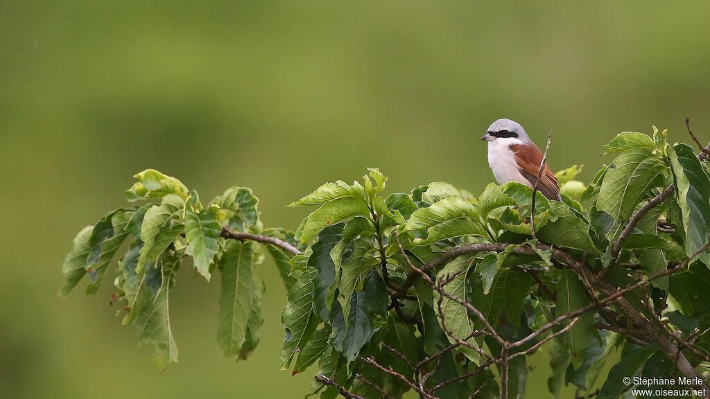 Red-backed Shrike male adult