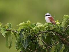 Red-backed Shrike