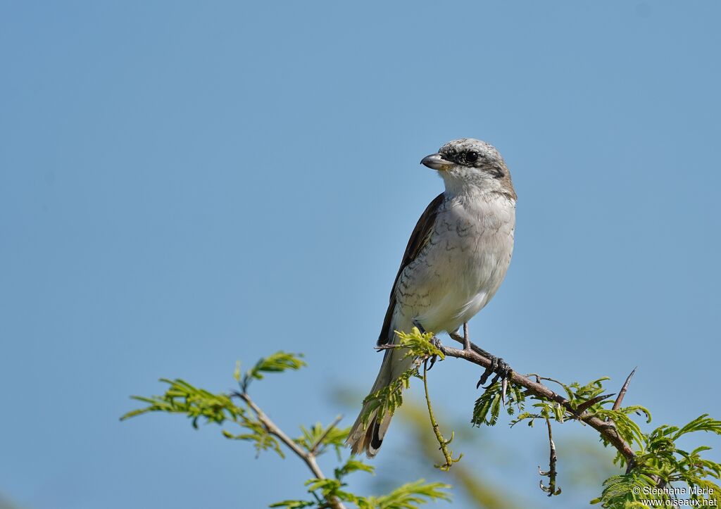 Red-backed Shrike