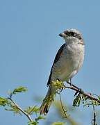 Red-backed Shrike