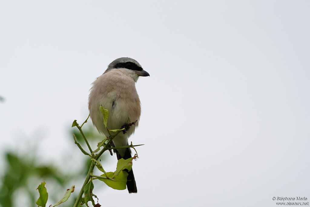 Red-backed Shrikeadult