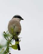 Red-backed Shrike