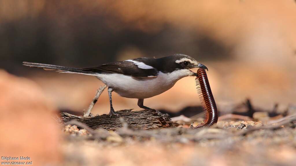 Southern Fiscaladult, feeding habits