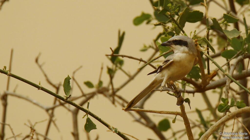 Great Grey Shrike