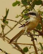 Great Grey Shrike