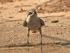 Iberian Grey Shrike