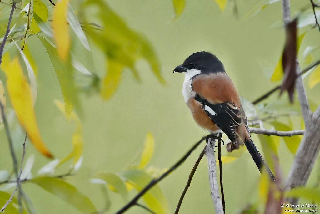 Long-tailed Shrikeadult