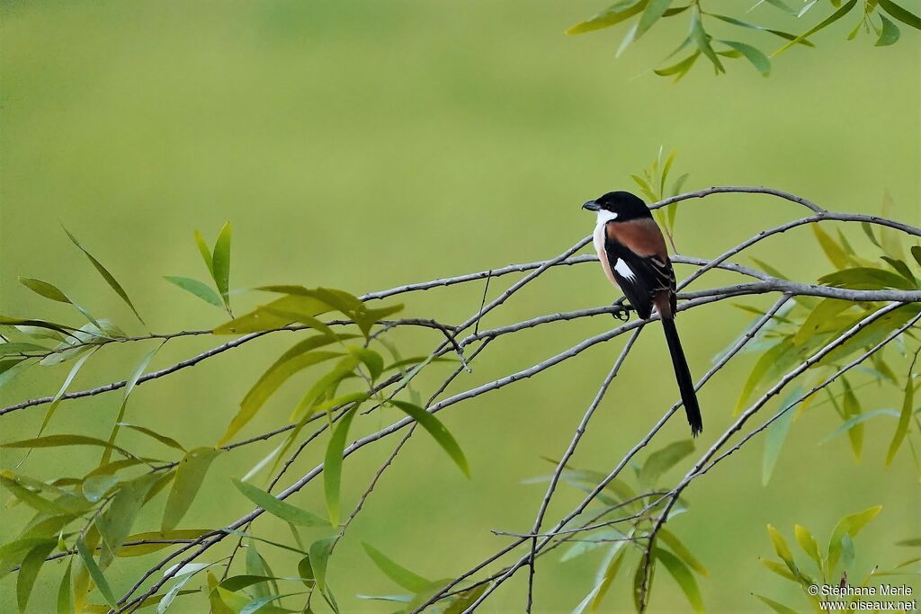 Long-tailed Shrikeadult