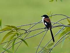 Long-tailed Shrike