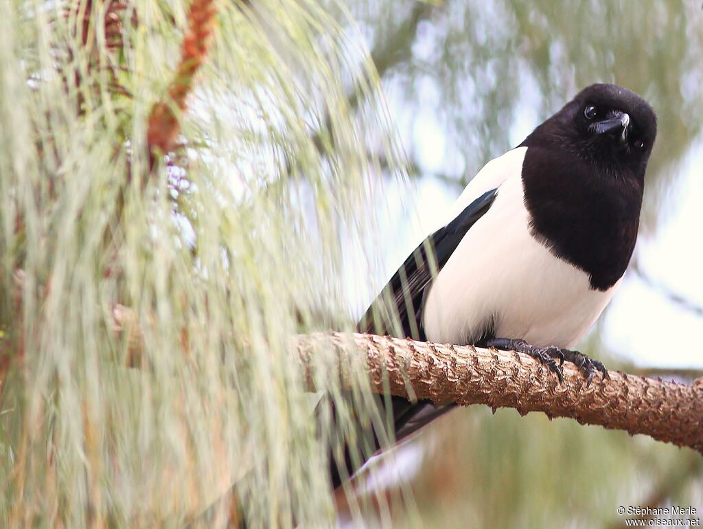 Eurasian Magpie