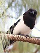 Eurasian Magpie