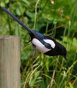 Eurasian Magpie