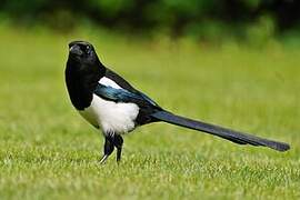 Eurasian Magpie