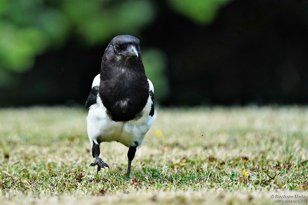 Eurasian Magpie