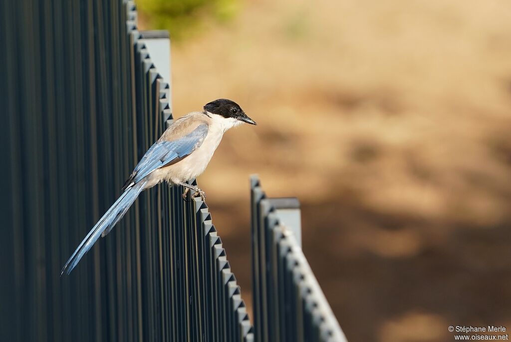 Iberian Magpieadult