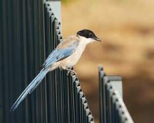 Iberian Magpie