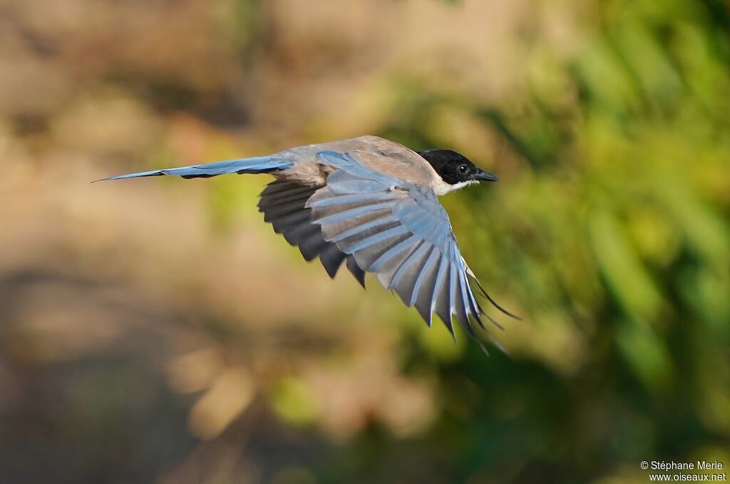 Iberian Magpieadult