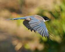 Iberian Magpie