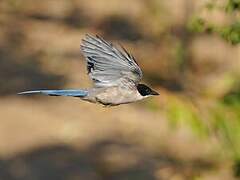 Iberian Magpie