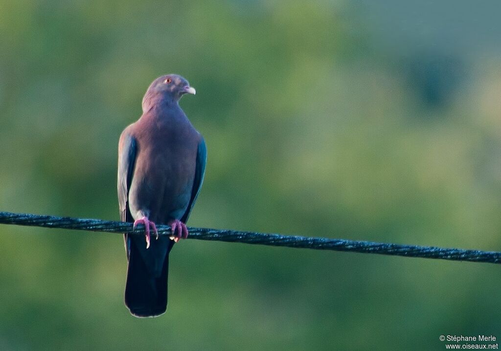 Pigeon à bec rougeadulte