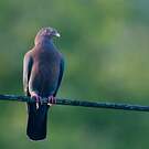 Pigeon à bec rouge