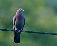 Pigeon à bec rouge