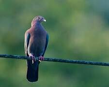 Red-billed Pigeon