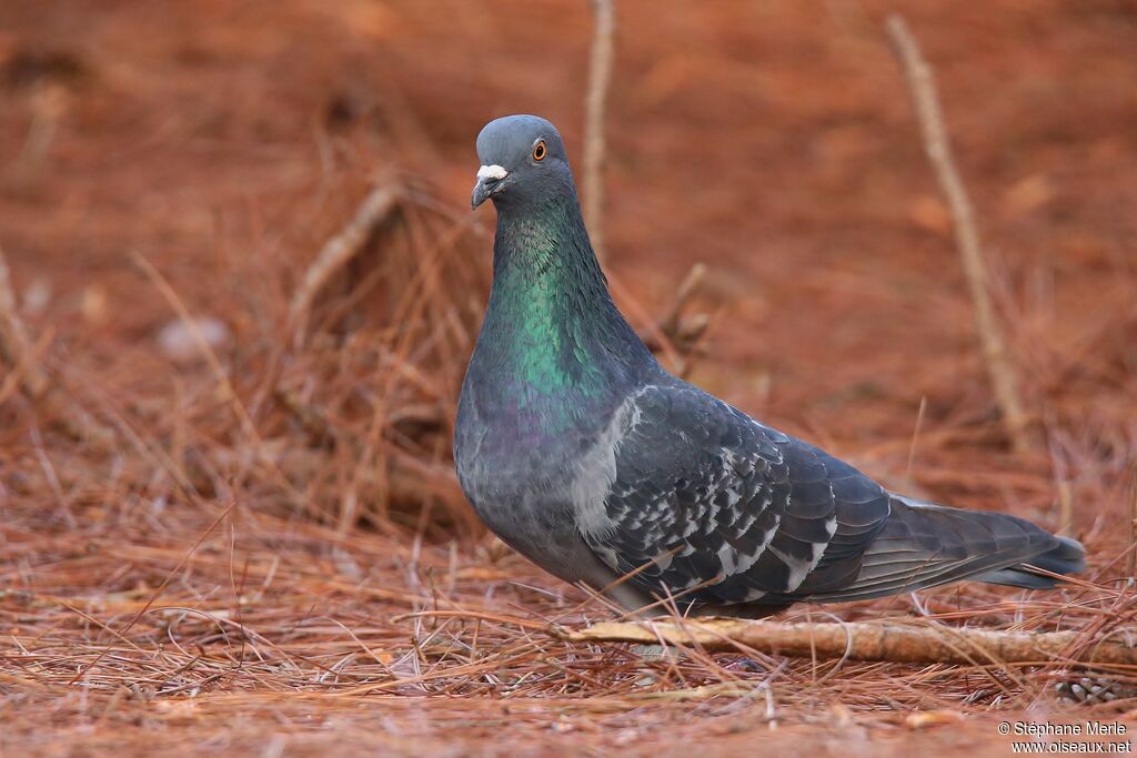 Pigeon bisetadulte