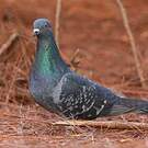 Pigeon biset