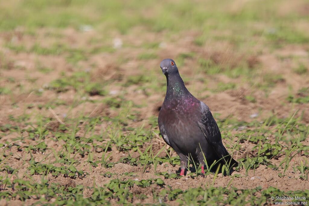 Rock Dove