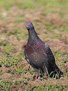 Rock Dove