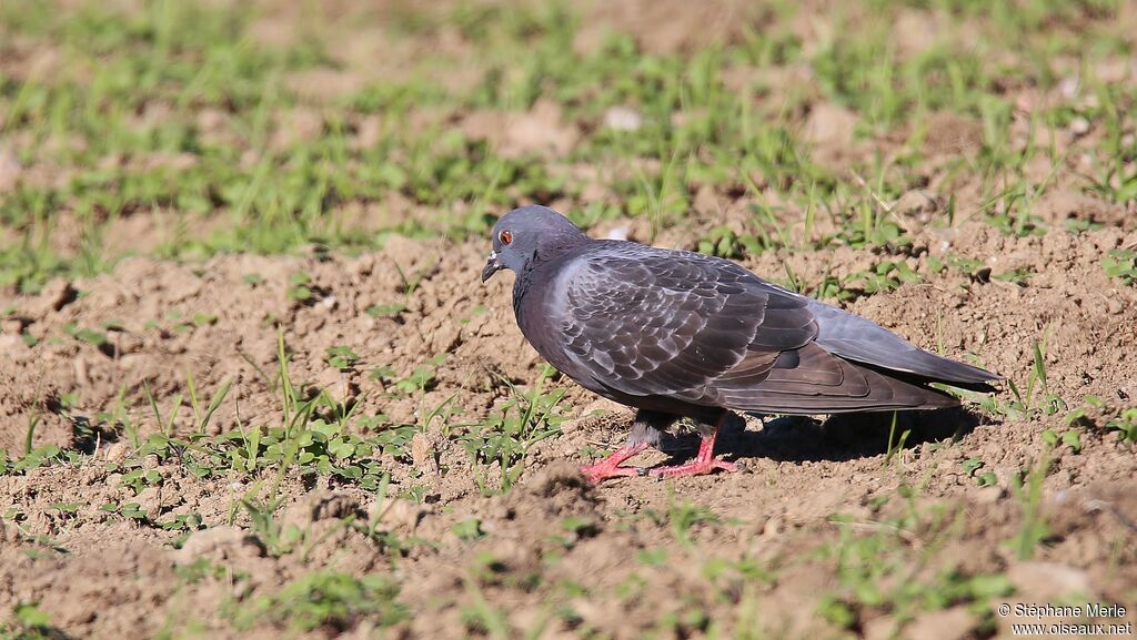 Rock Dove