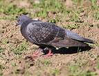 Pigeon biset