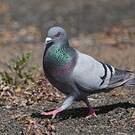 Pigeon biset