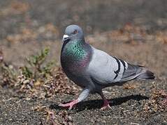 Pigeon biset