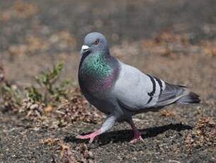Pigeon biset