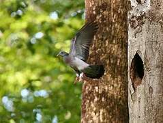 Stock Dove