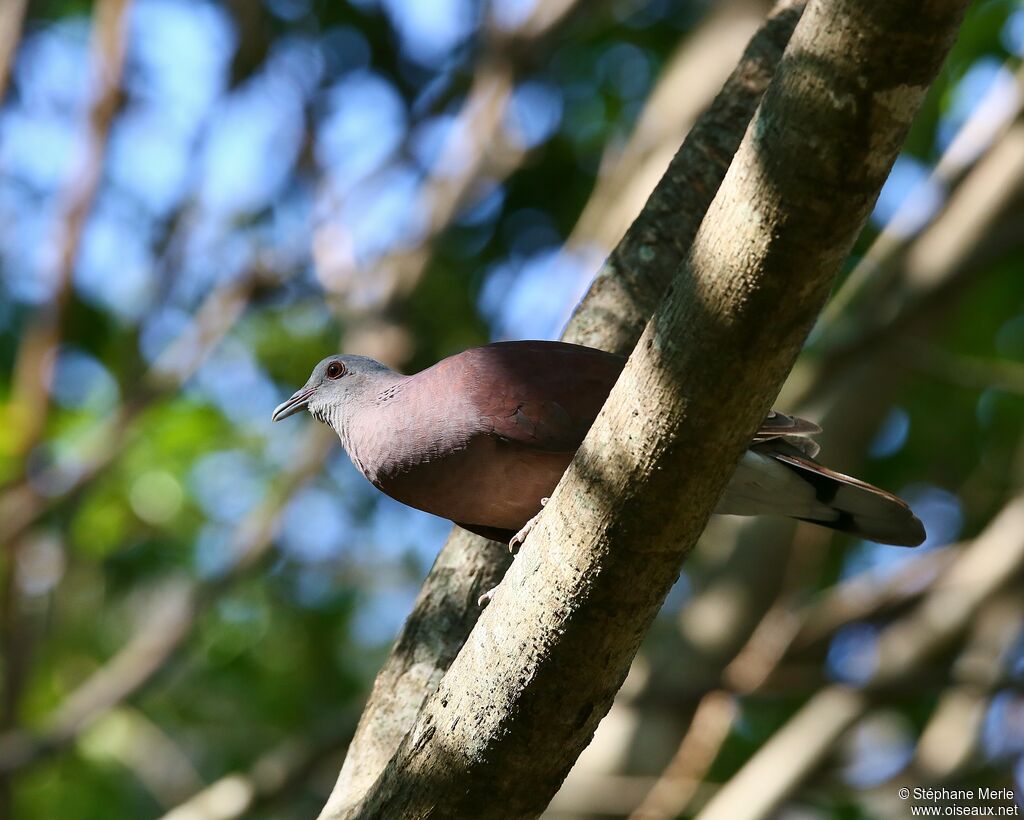 Pigeon de Madagascaradulte