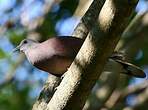 Pigeon de Madagascar