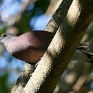 Pigeon de Madagascar