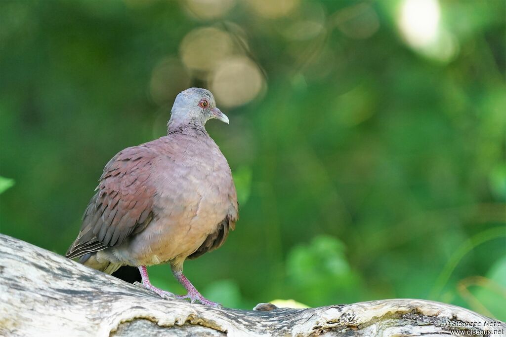 Pigeon de Madagascar