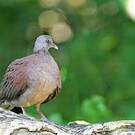 Pigeon de Madagascar