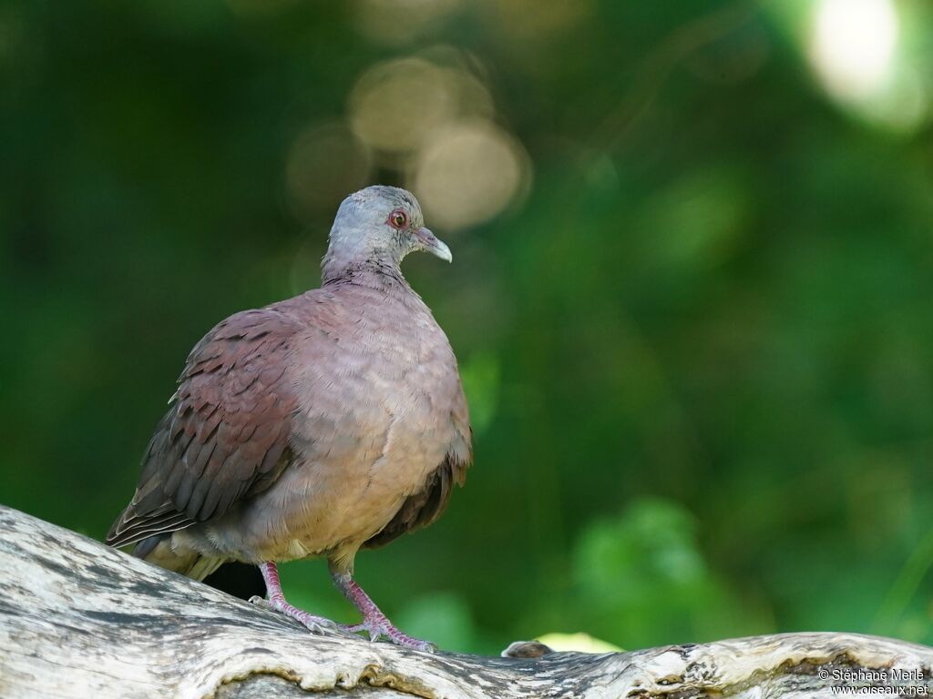 Pigeon de Madagascar